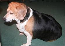 Heidi