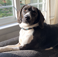 From Asher: "Please support B.O.N.E.S. so they can help more beagles like me find their forever homes, too!" Asher