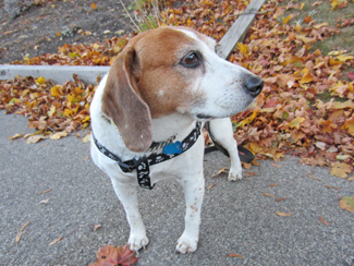 Bailey