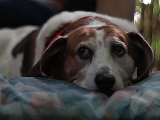 Bailey