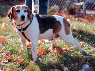 Bailey