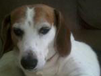 Bailey