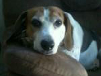 Bailey
