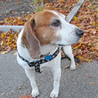 Bailey