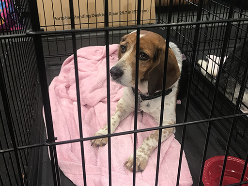 18th Annual Beagle Bash