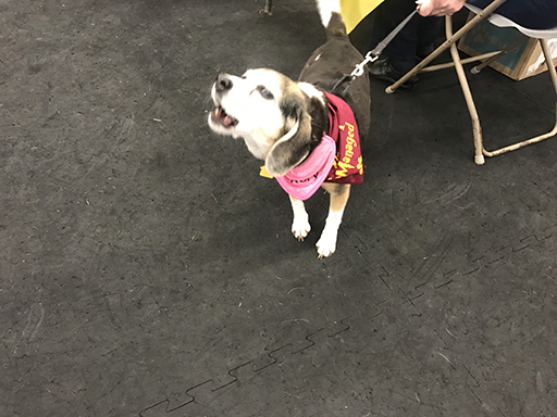 18th Annual Beagle Bash