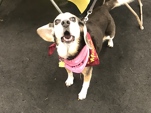 18th Annual Beagle Bash