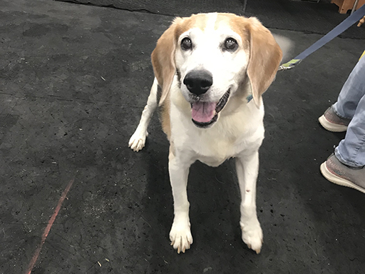 18th Annual Beagle Bash