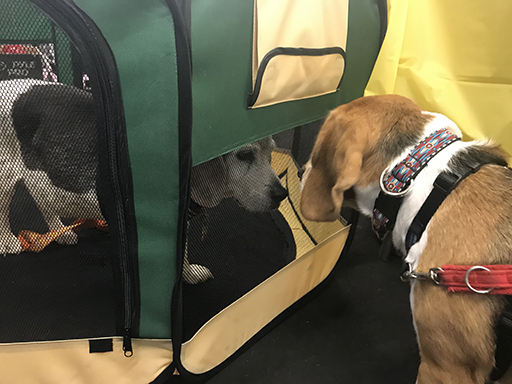 18th Annual Beagle Bash