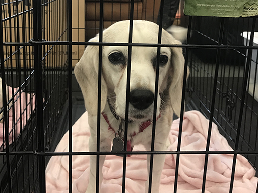 18th Annual Beagle Bash