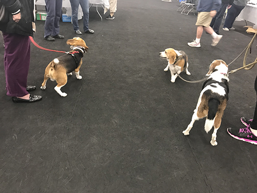 18th Annual Beagle Bash