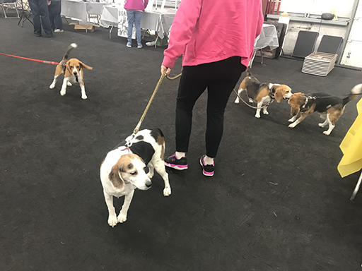 18th Annual Beagle Bash