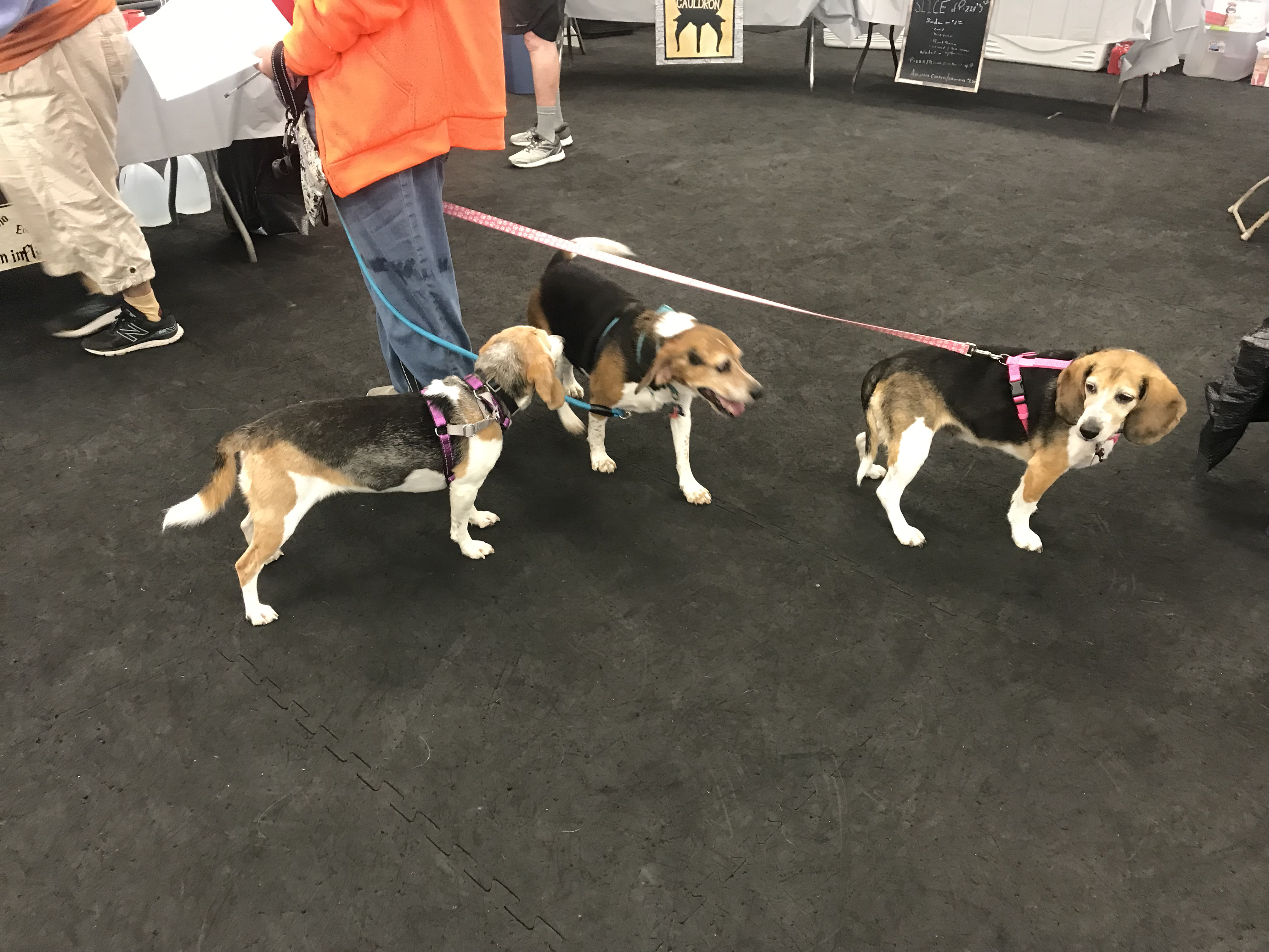 18th Annual Beagle Bash