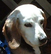 Baxter Beagle