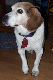Lucy (Greer)