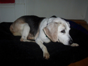Angel (Baby Girl)