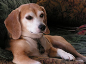 Golda