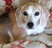 Snoopy the Sweetie
