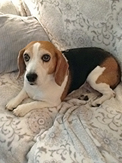 Cinnamon