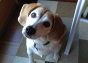 Buddy Bones