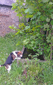 Henry