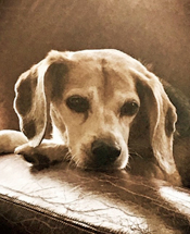 Fenway Baratta