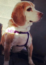 Sophie