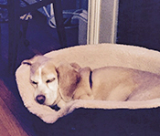 Sophie