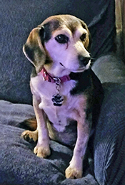 Maizey