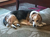 Sam