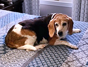 Sophie
